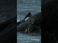 These savage seal fights can last for over 10 minutes | Smithsonian Channel #Shorts