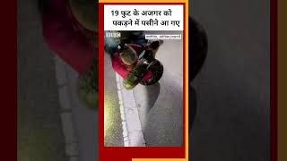 Longest Python: 19 फुट लंबे अजगर को पकड़ने में पसीने छूट गए #shorts #python