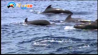 [HD.高畫質] 鯨世界賞鯨生態旅遊介紹