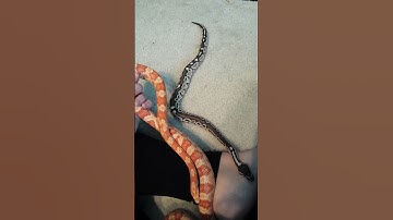 Ball python and corn snake