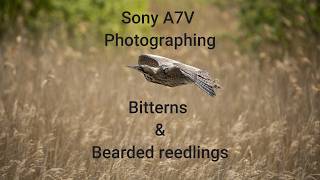Sony A7V Photographing Bitterns and Bearded reedlings UK Sufforlk