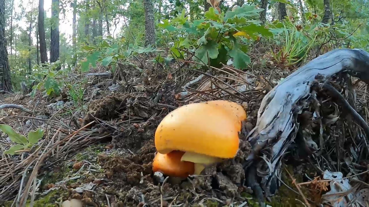 Aprende como buscar 👑 Amanita Cesarea 👑 entre aciculas 2024