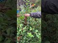 edible multifunctional hedge at Warland Ecogrowing