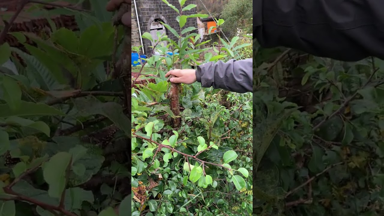 edible multifunctional hedge at Warland Ecogrowing