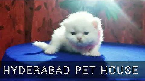 Watch the video about PURE PERSIAN KITTEN FOR SALE IN HYDERABAD | Pure persian kitten | for sale