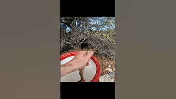 Gophersnake Release From A Home