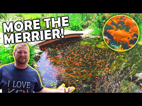 Look At All the *GOLDFISH* in This POND!