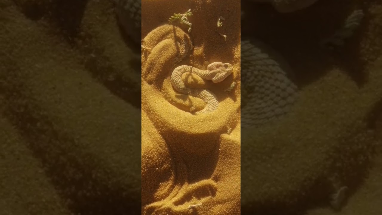 Horned Viper Hides Under Sand with Incredible Skill!