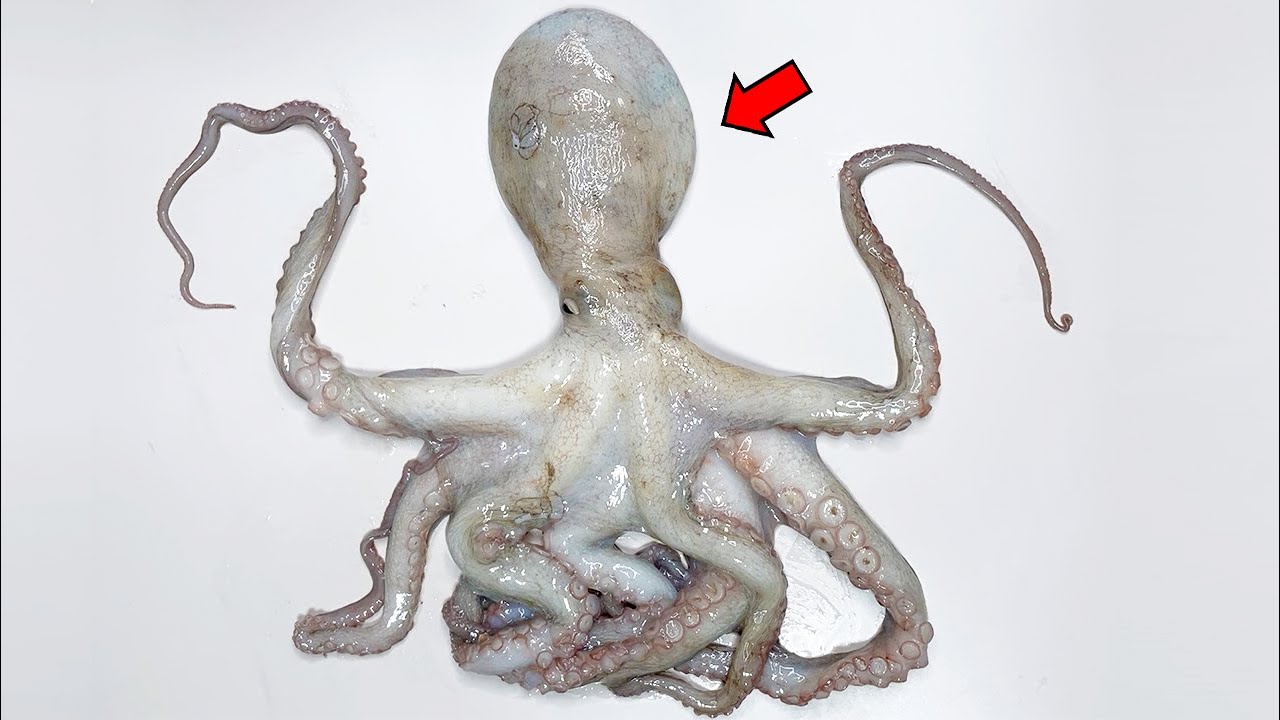 What'S Inside An Octopus? - Octopus Dissection - Youtube