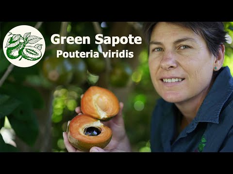 Video: Sapota Hvit