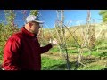 Pruning Bartlett Pear to Optimize Fruit Quality
