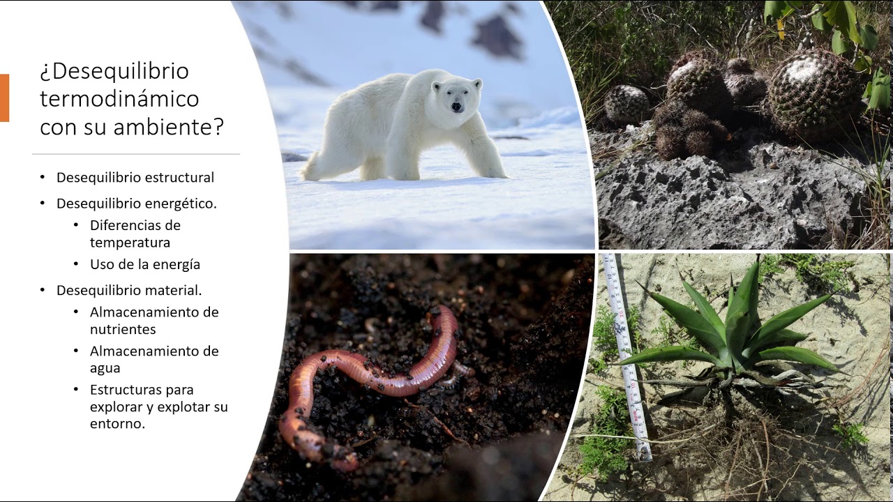 Ecología Individuos 1 1 1