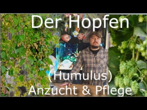 Video: Hopfenpflanze überwintern – Hopfenpflanzen überwintern