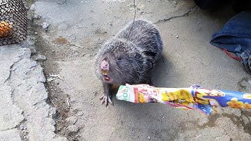 DÚI VÙNG CAO - DÚI RỪNG HAY DÚI NUÔI