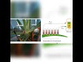 Video Presentation of Project - A Plant-Cell Powered Greenhouse (PPG)
