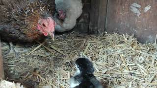 Deux poules naines en couvade adoptent les poussins Marans nés la veille