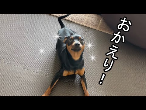 甘えん坊ジロのお出迎え風景【ミニピン】