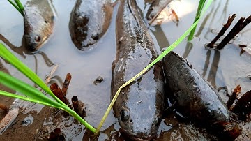 Trời mưa lất phất đi bắt cá rô, cá lóc trên ruộng cạn. Catch perch, ... in the field
