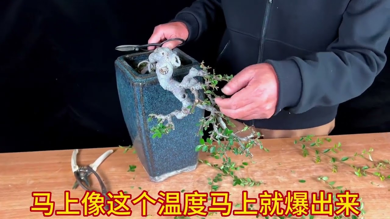 榆树盆景如何修剪？榆树盆景枝条如何取舍？杂木盆景中期制作第六集。#盆景 #榆树盆景 #盆景制作