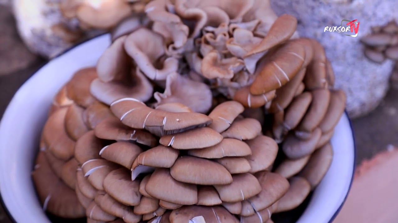 UY SHAROITIDA QO'ZIQORIN YETISHTIRISH MUMKINMI? | УЙ ШАРОИТИДА ҚЎЗИҚОРИН ЕТИШТИРИШ МУМКИНМИ?