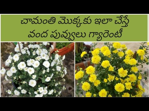 How to get more flowers in Chamanthi plantChysanthemum plant