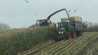O'Brien Brothers maize 2017