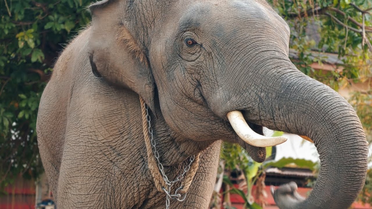 Live🙏เดินทางกลับบ้าน