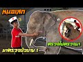 ยังอึไม่ออก❗️เเต่ท้องยุบเเล้ว⚠️ผมว่าดีขึ้นfcว่าไง⭐️,elephant