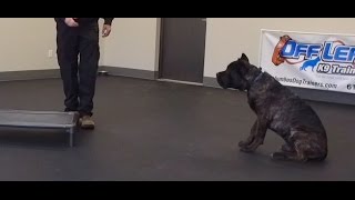 Best Dog Training in Columbus, Ohio! 5 Month Old Cane Corso, Luca!