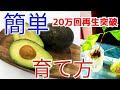 【簡単】絶対に失敗しないアボカド栽培（スーパーマーケットの種でOK）国産アボカド水耕栽培