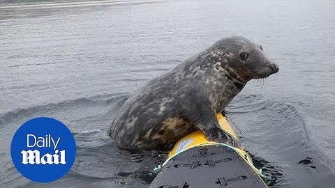 Seal of approval! A playful grey seal hopped on a kayak for a ride