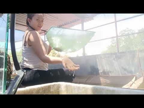 Nagsibot ug isda ,#fyp #shorts #isda