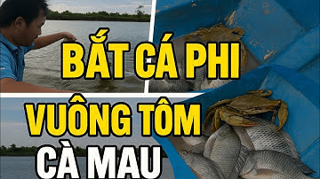 👉 Sáng Sớm Ở Cà Mau: Giăng Lưới Bắt Cá Phi Trong Vuông Tôm.