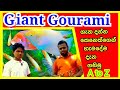 Giant gourami fish care sinhala | යෝධ ගුරාමි ගැන සියලුම දේ සිංහලෙන් | sinhalen | giant gourami