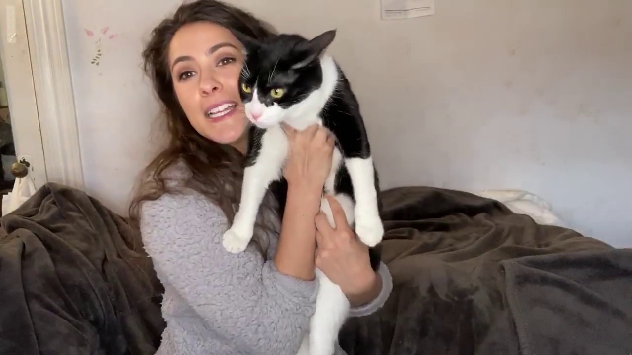 how to treat uti in cats