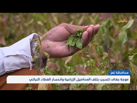 الجفاف يهدد الأمن الغذائي في ريف تعز