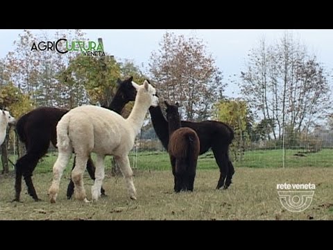 Video: Lo Yoga Alpaca Inizia In Fattoria In Inghilterra