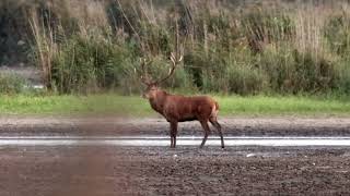 Jeleń szlachetny - red deer by Łaciata Sfora FCI hodowla beagle & shiba inu 238 views 6 months ago 1 minute, 7 seconds