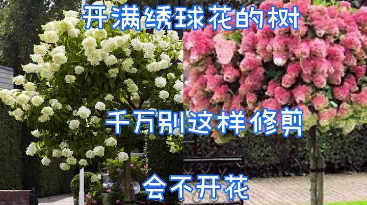 可以長成樹的繡球花，圓錐繡球避免這樣修剪，可能會不開花。【莎拉養花】 - 天天要聞