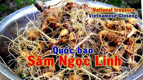 Xem Tỉ phú đào sâm Ngọc Linh || Sâm to khủng