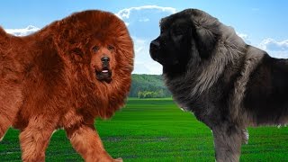 Tibetan mastiff vs Sarplaninac   Hiughlights