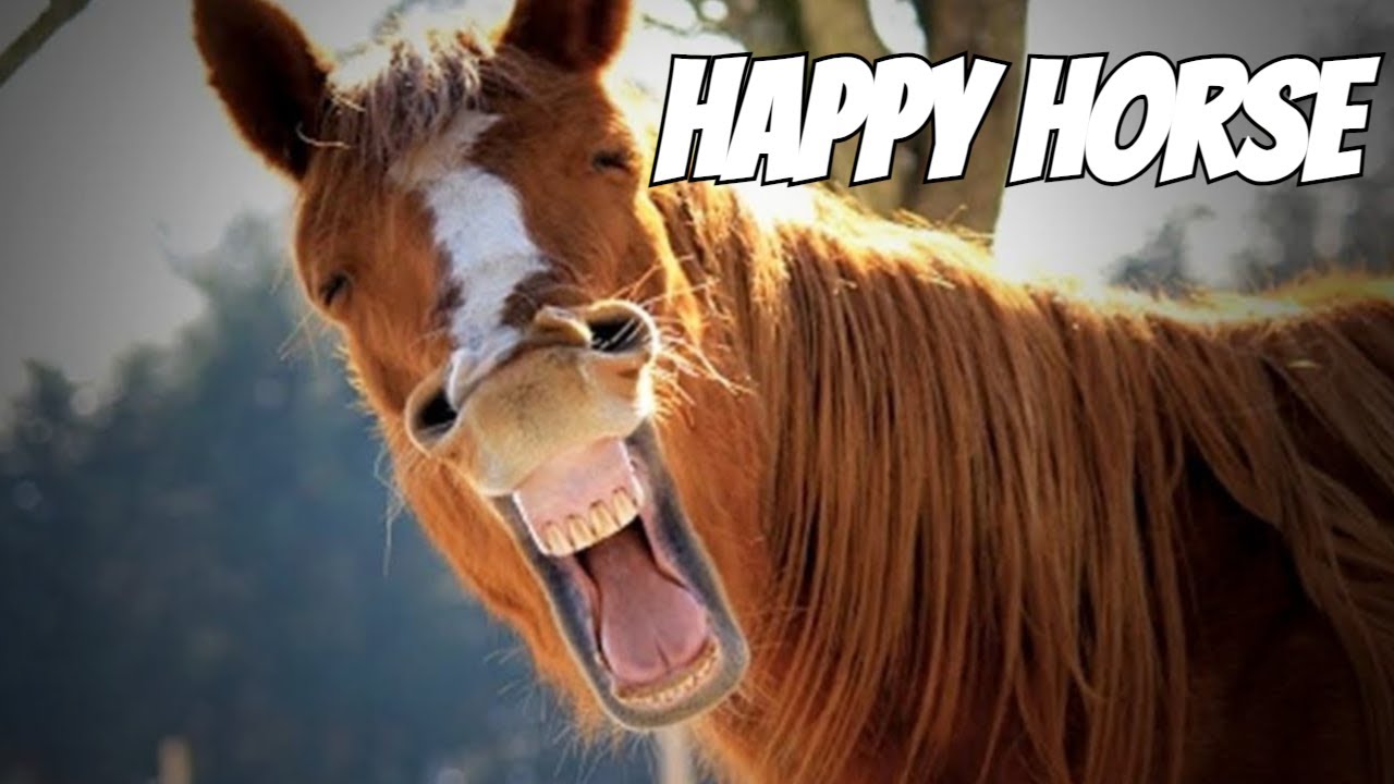happy horse edit - John Bartmann - Happy Clappy