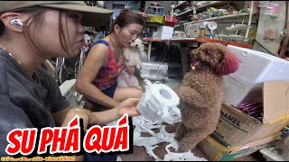 SU BÔNG PHÁ GIẤY VỆ SINH BỊ CHỊ HIỀN ĐÁNH