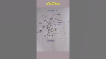 Obelia//#ytshorts #biology #study