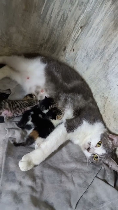 SUSU MAMA MILK