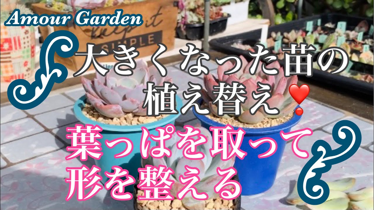 多肉植物 大人気 ドラゴンズブラッドの増やし方 育て方 Amour Garden Succulent Youtube