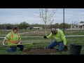 How to Plant a Tree