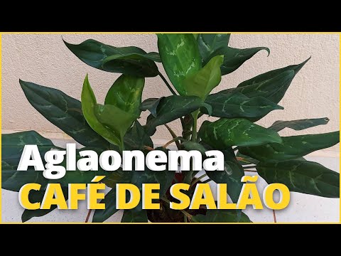 Vídeo: Café - uma planta em casa