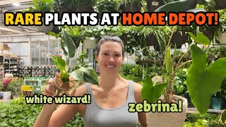 Rare Plants At Home Depot! - Big Box House Plant Shopping Lowes & Home Depot - Indoor Plants by Plant Life with Ashley Anita 14,529 views 5 days ago 27 minutes