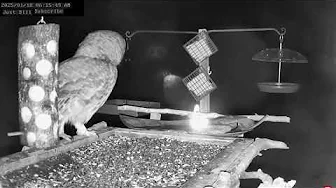 Barred Owl North Carolina Bird Feeder 24 7 Live Stream, Southeast USA FeederWatch ~58 Species